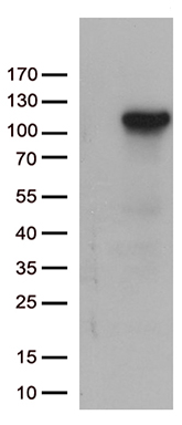 IFITM2 Antibody