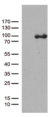 IFITM2 Antibody