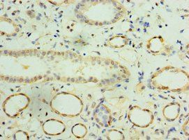 IFNA4 Antibody