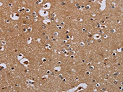IFRD1 Antibody