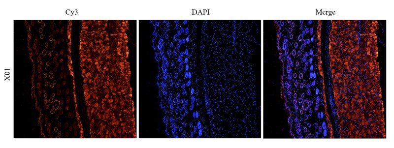 IGF1 antibody