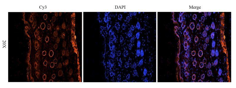 IGF1 antibody