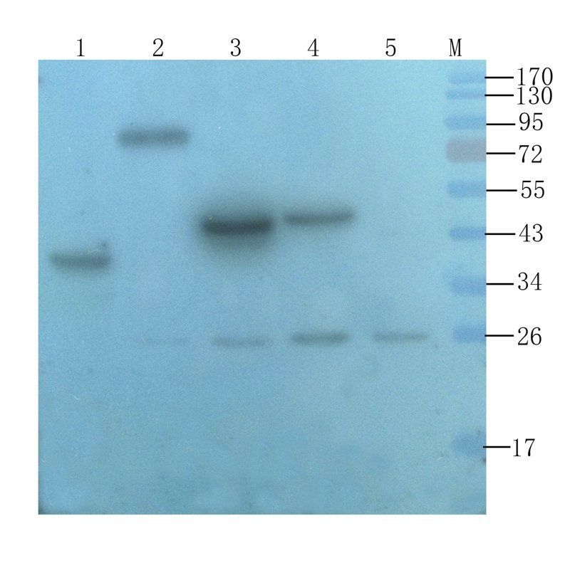 IGF1 antibody