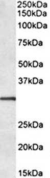 Goat anti-IGFBP1 Antibody