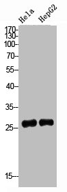 IGFBP3 Antibody