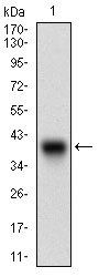 IGFBP7 Antibody