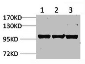 IGFN1 Antibody