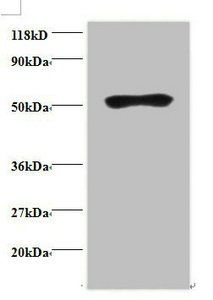 IgG Antibody