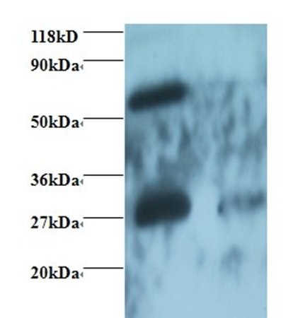 Rabbit Human IgG Fab Antibody, Biotin conjugated