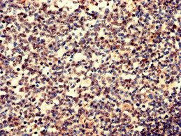 IGHD Antibody