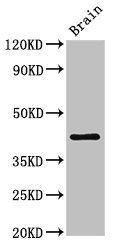IGHD Antibody