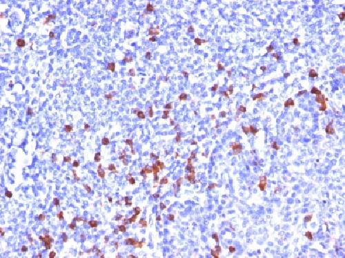 IGHG1 Antibody