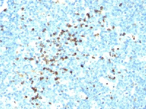 IGHG1 Antibody