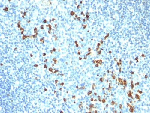IGHM Antibody