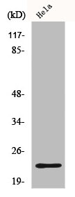 IGLL1/IGLC1/IGLC6/IGLC7 Antibody
