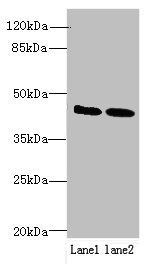IGSF11 Antibody