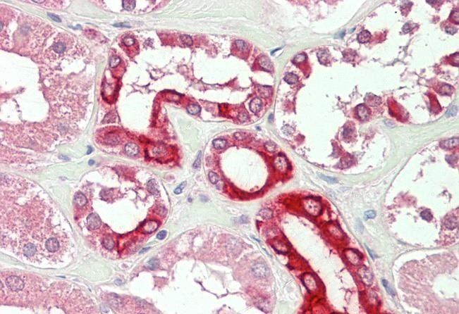 BOK Antibody