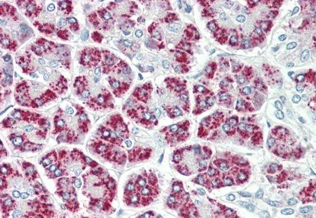EEF1E1/AIMP3/p18 Antibody