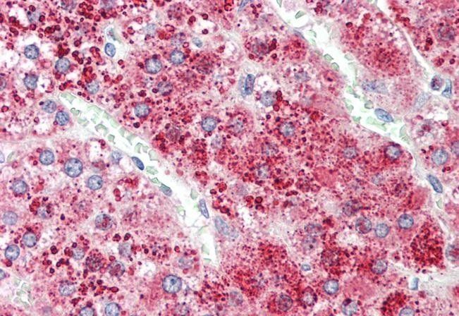 Goat anti-APOD (aa70-80) Antibody