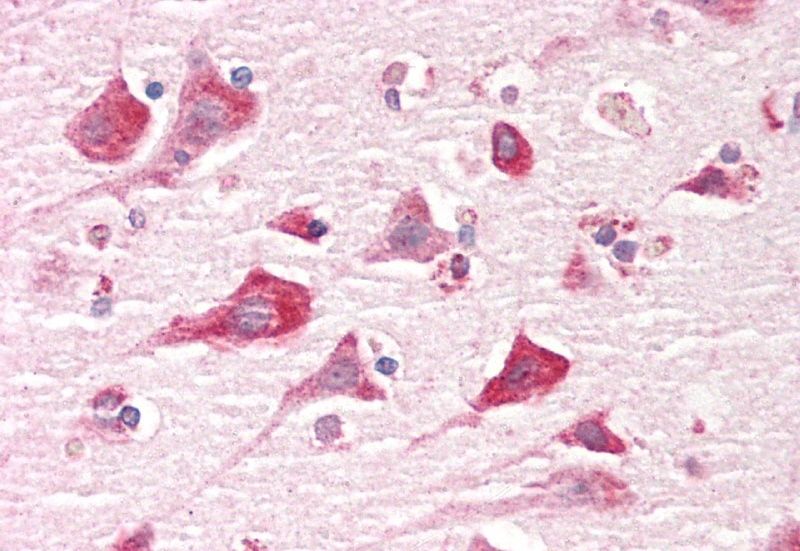 CAPRIN1 Antibody