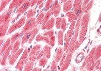 Goat anti-PTGES2 (aa292-306) Antibody