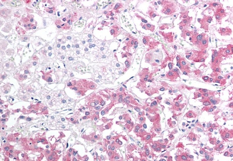 Goat anti-H11 / HSP22 Antibody