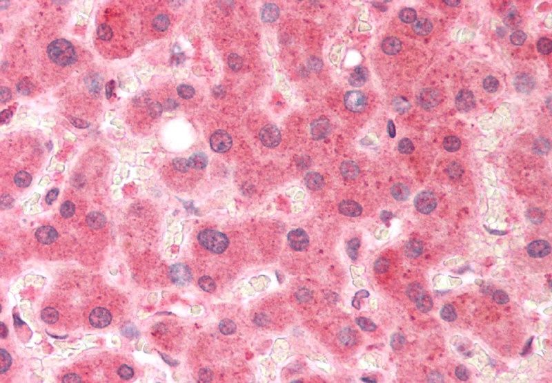 Pirin Antibody