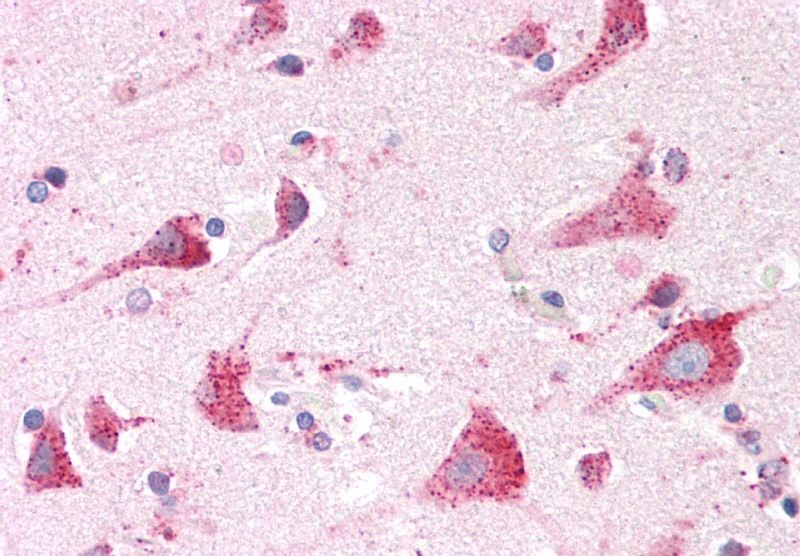 Goat anti-Arylsulfatase A Antibody