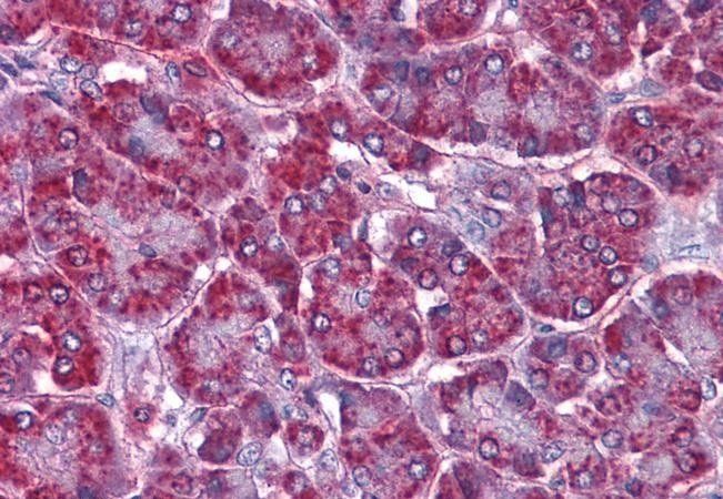 SORBS1/ponsin (internal region) Antibody