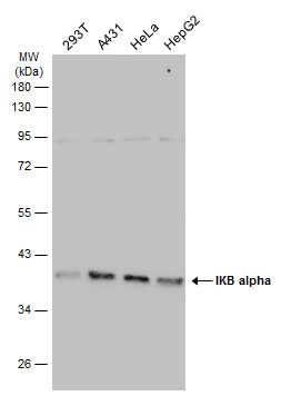 IKB alpha Rabbit Polyclonal Antibody