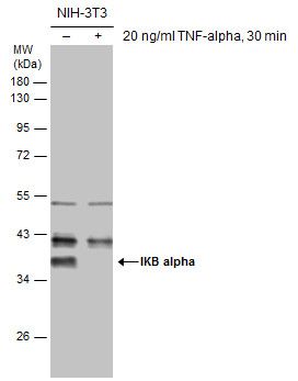 IKB alpha Rabbit Polyclonal Antibody