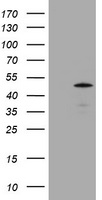 NFKBIA Antibody