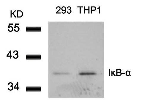 IkB-a Rabbit Polyclonal Antibody