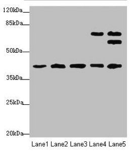 IKBIP Antibody
