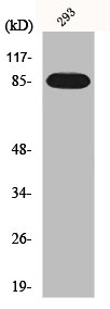 IKBKB Antibody