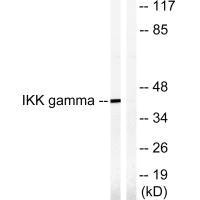 IKBKG Antibody