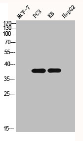 IKBKG Antibody