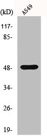 IKBKG Antibody