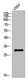IL15RA Antibody