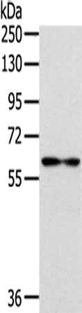 IL18R1 Antibody
