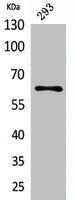 IL18R1 Antibody
