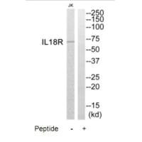 IL18R1 Antibody
