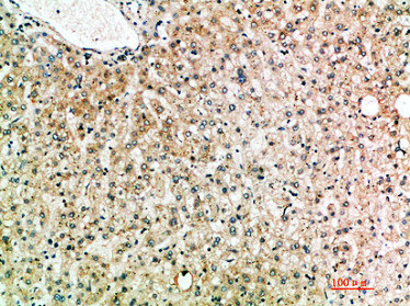 IL19 Antibody
