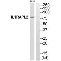 IL1RAPL2 Antibody