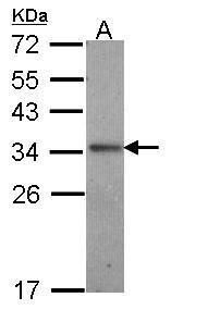IL24 antibody [C2C3], C-term