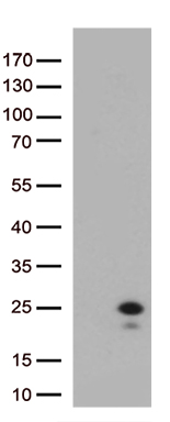 IFNL1 Antibody
