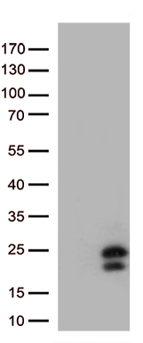 IFNL1 Antibody