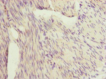 IL36G Antibody