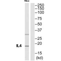 IL4 Antibody