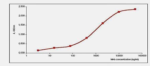 Influenza B (matrix protein M1) Antibody